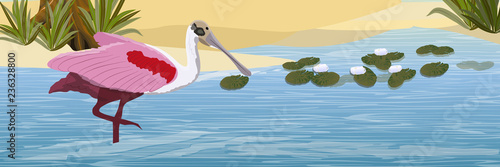 Bird pink spoonbill in a pond with a sandy shore, white water lilies, tall grass and a tree. Animals of Florida, Chile and Argentina. Everglades national park. Rainforest. Realistic Vector Landscape