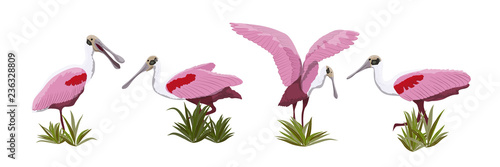 Roseate spoonbill bird collection. Animals of Florida, Chile and Argentina. Everglades national park. Rainforest Bird Vector Object © AnnstasAg