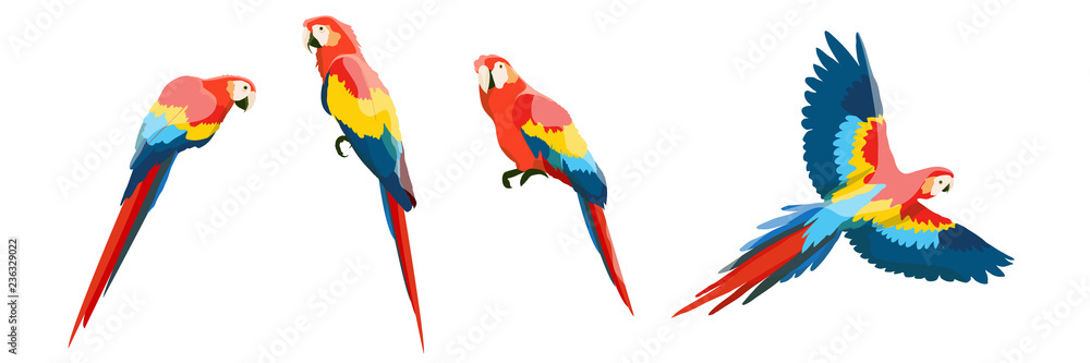 Set of large red-blue macaw parrots. Flying and sitting on the branches of parrots. Wildlife of the jungle and tropical forests of the Amazon. Realistic vector animals isolated on white background. - obrazy, fototapety, plakaty 