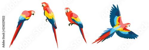 Zestaw dużych papug ara czerwono-niebieskich. Latanie i siedzenie na gałęziach papug. Dzika przyroda dżungli i tropikalnych lasów Amazonii. Realistyczne wektor zwierzęta na białym tle.
