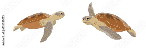 Set of large green soup sea turtles. Reptiles. Wild animals of the seas and oceans. Realistic vector object isolated