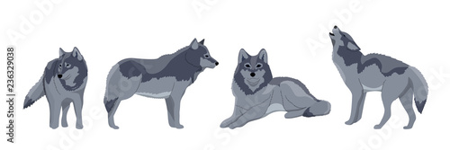 Set of wolves. The wolf stands, lies, howls. Wild animals of Europe, Canada and the USA. Vector object isolated on white background.