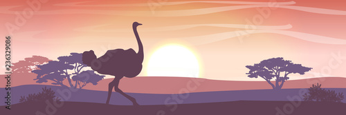 Silhouette. African ostrich walks on the savannah at sunset or dawn. High acacia and dracaena on the horizon. Wildlife of Africa. Realistic vector landscape.