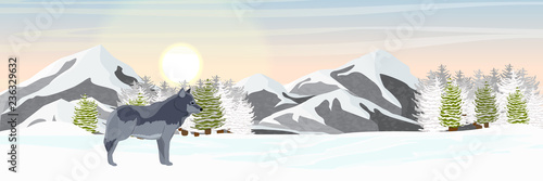 Wild wolf stands in a snowy northern valley. Mountains and spruce forest on the horizon. Realistic Animals USA, Canada, Russia and Scandinavia. Vector landscape