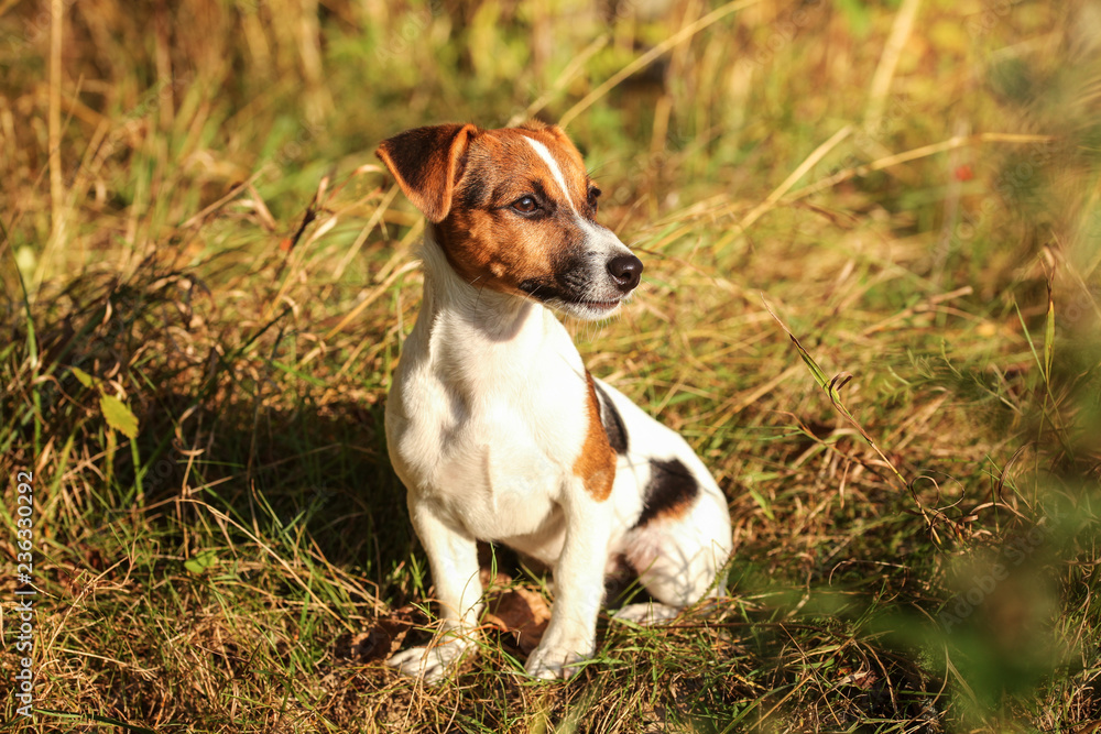 Jack Russell terrier sitting in low autumn grass, looking to side, afternoon sun shining on her.