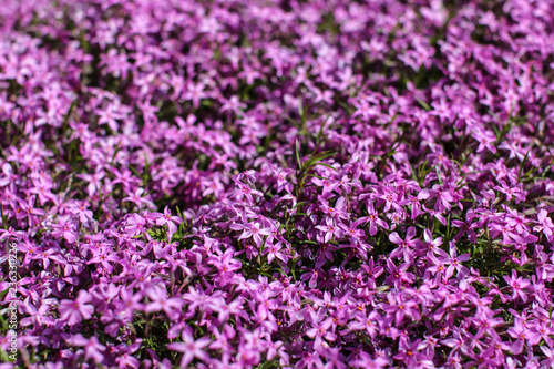 Shallow depth of field photo  only few flowers in focus  pink phlox blossoms lit by sun. Abstract spring flowery garden background.