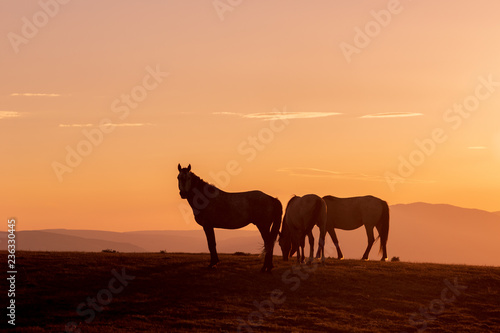 Wild Horses Silhouetted at Sunset © natureguy