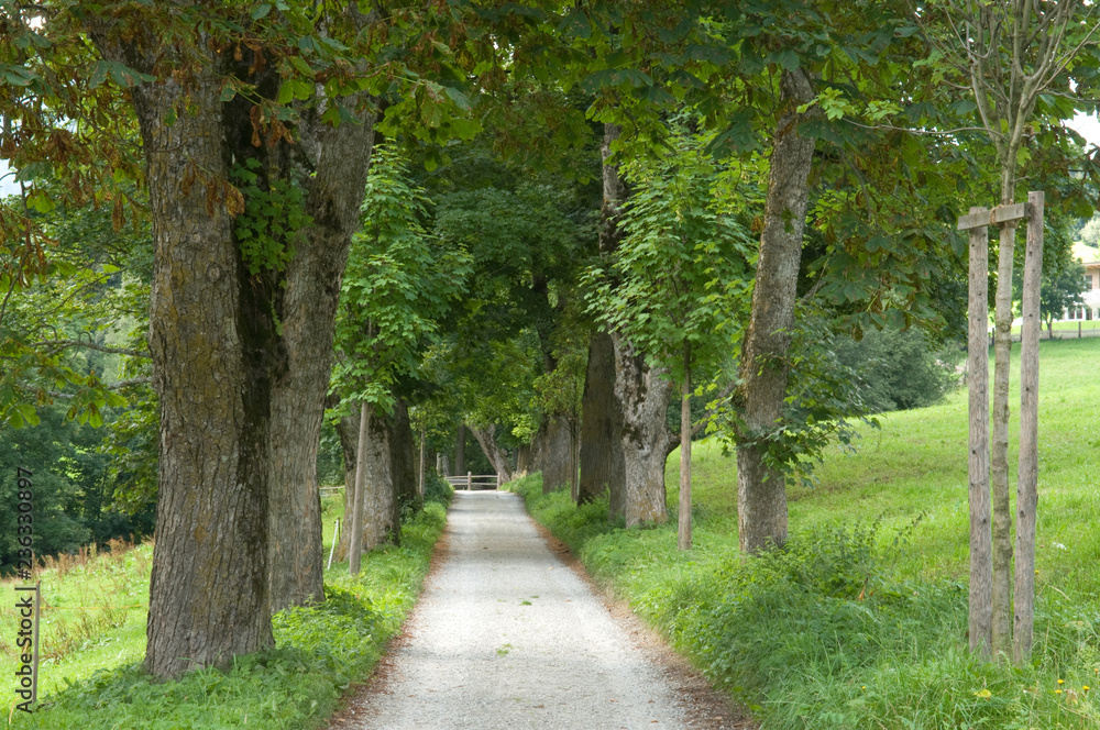 Baumallee bei Mareit in Südtirol