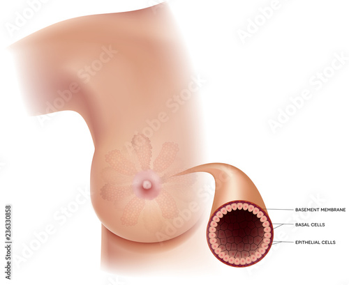 Healthy breast anatomy and milk duct detailed structure info diagram