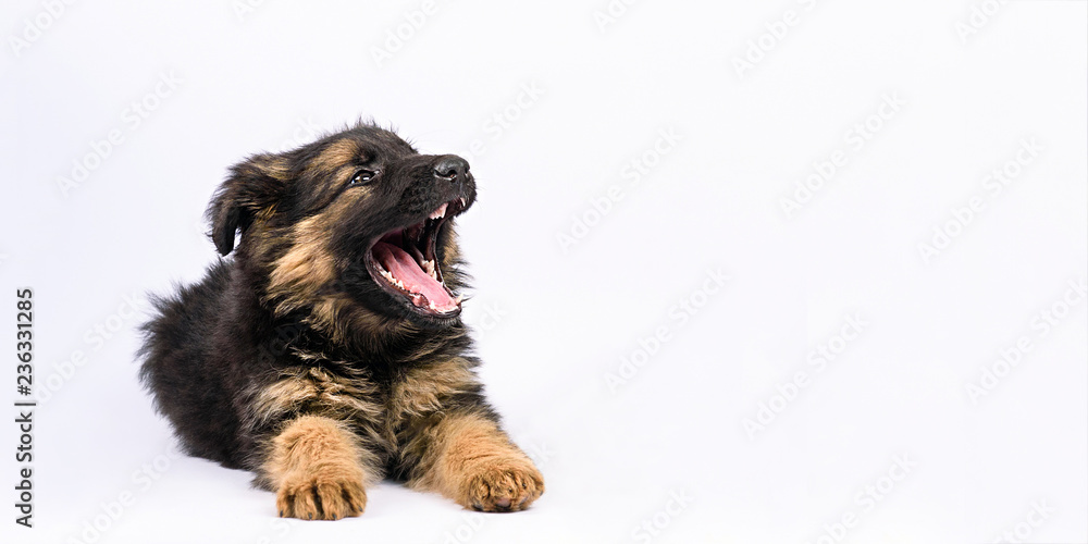 one german shepherd puppy posing on white background one german shepherd puppy posing on white background