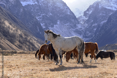 Wild horses graze in the snowy mountains on a Sunny autumn day.