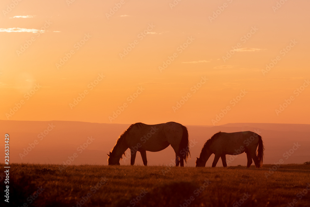 Wild Horses Silhouetted at Sunset