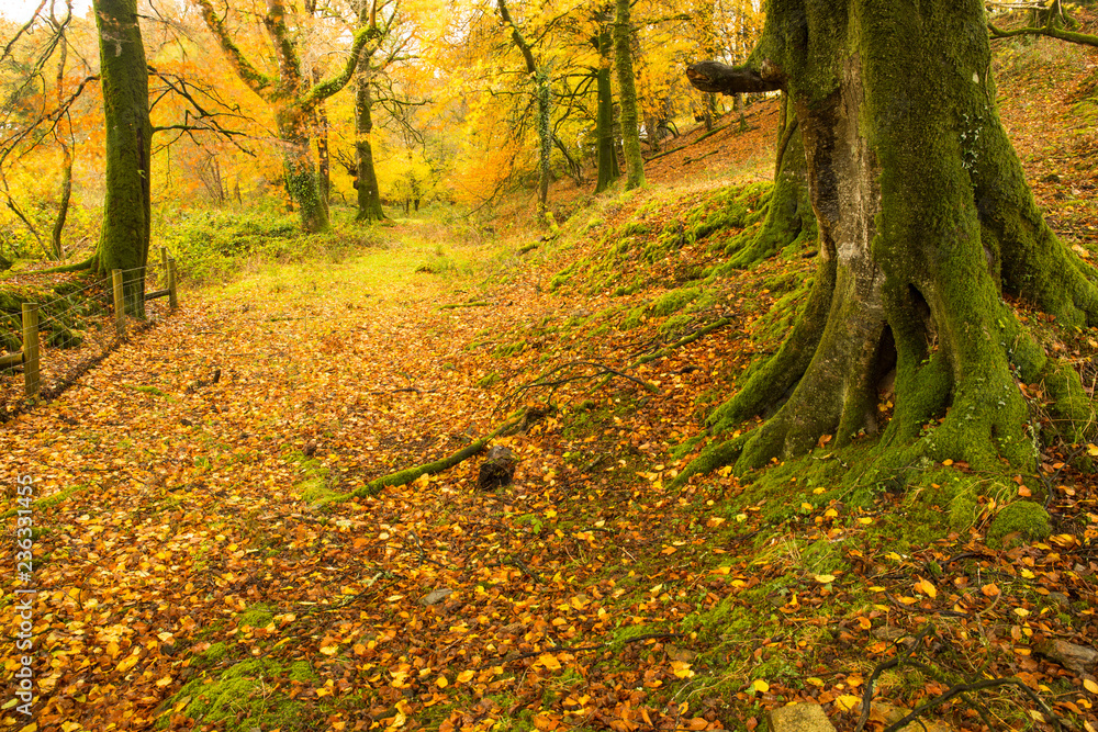 Beautiful autumn forest scene at Dartmoor in Devon Beautiful autumn forest scene at Dartmoor in Devon