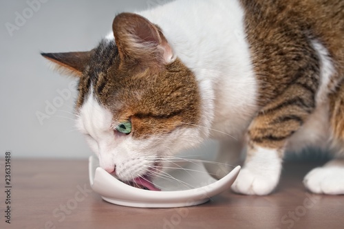 Close-up of a tabby cat eating food from a plate. 