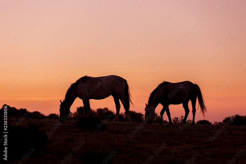 Fototapeta premium Wild Horses Silhouetted at Sunset