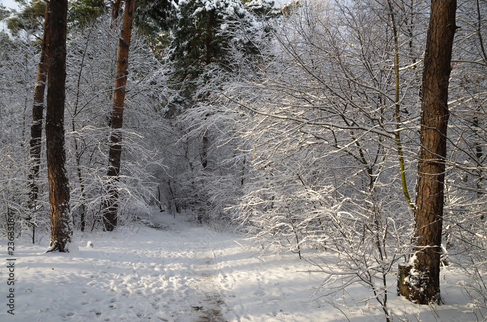 Winter snow forest. Snow lies on the branches of trees. Frosty snowy weather. Beautiful winter forest landscape. Winter snow forest. Snow lies on the branches of trees. Frosty snowy weather. Beautiful winter forest landscape.