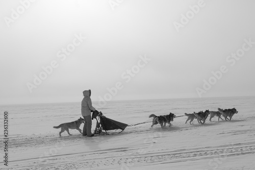 Woman musher hiding behind sleigh at sled dog race on snow in winter