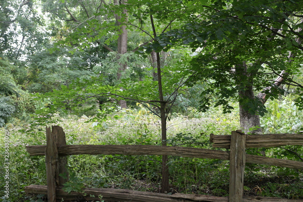 greenery and fence greenery and fence