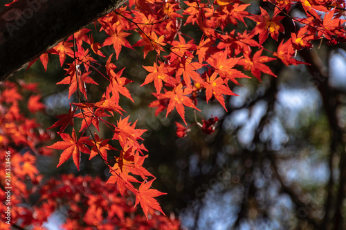紅葉