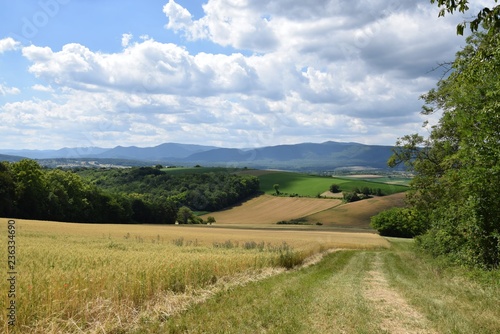 Paysage campagnard, culture de blés