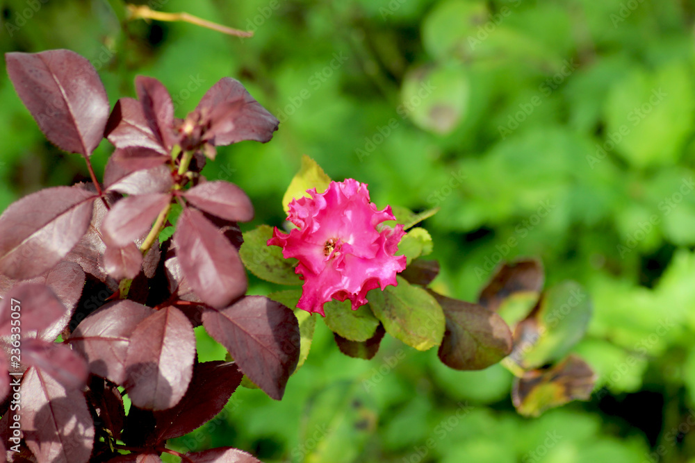 Obraz premium Rosellina selvatica