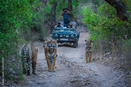 Canvas Print A road block by a male tiger and his cubs on a jungle trail in an evening safari