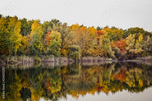 wald spiegel sich im see