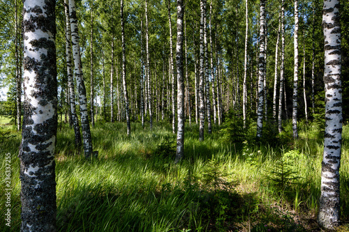 Fototapeta Naklejka Na Ścianę i Meble -  Finnish Summer Birch Tree Forest