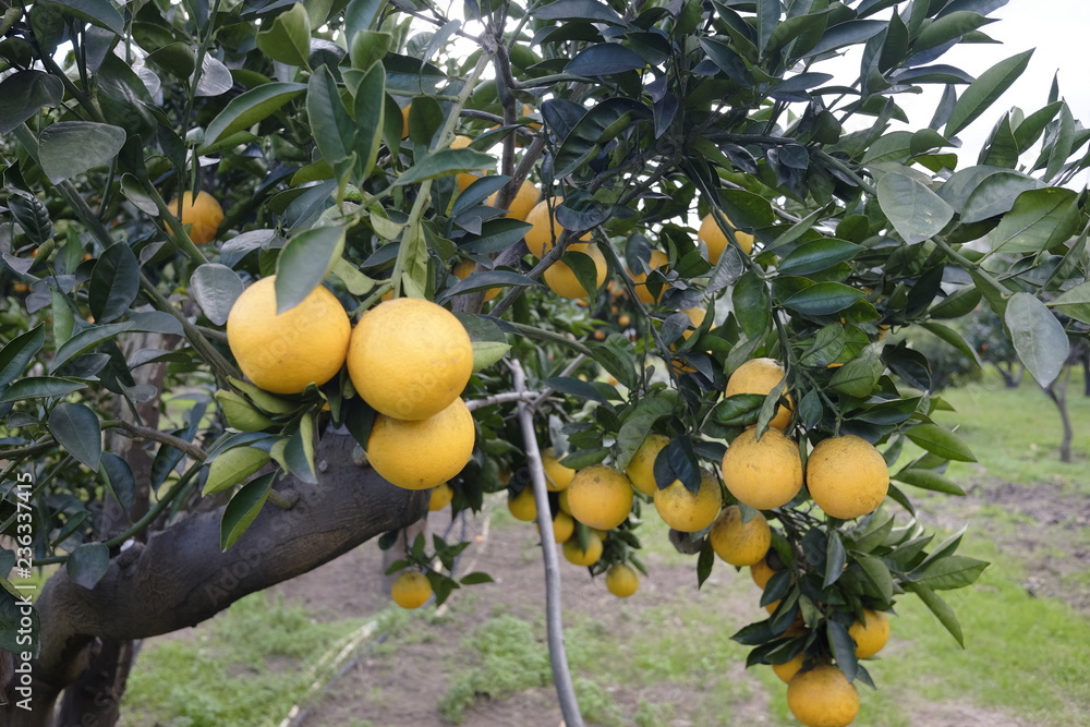 farmer collects citrus fruits in the garden