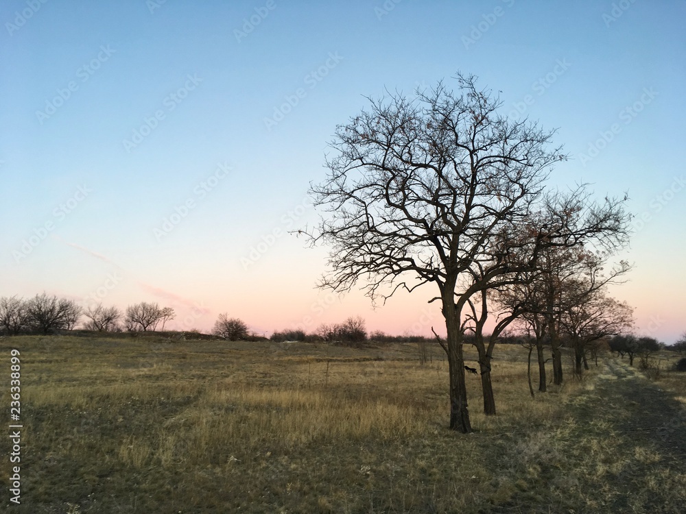 single tree in the field