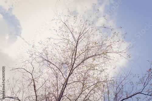 Wallpaper Mural Autumn tree with cloudy and blue sky background, low angle shot Torontodigital.ca