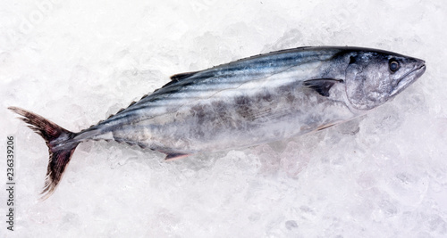 WHOLE SKIPJACK TUNA FISH ON ICE photo