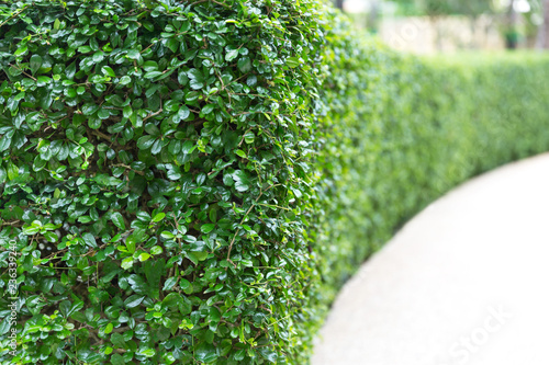 Perspective of green curve trimmed fence.Evergreen tree wall hedge.