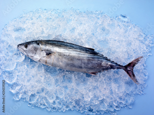 WHOLE SKIPJACK TUNA FISH ON ICE