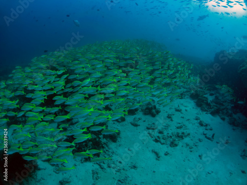 A school of Bluestripe Snapper  Lutjanus kasmira  in the Maldives