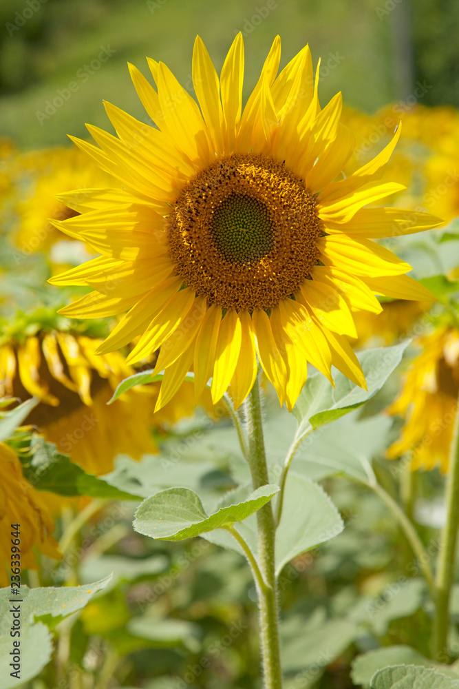 Naklejka premium SUNFLOWERS