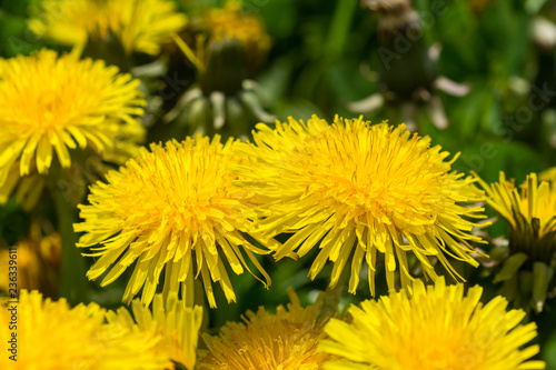 Löwenzahnblüten von schräg oben