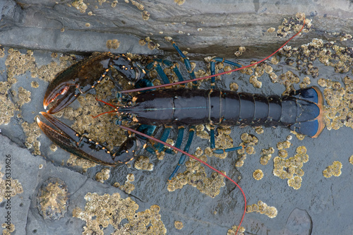 European Lobster (Homarus gammarus)/ Lobster on barnacle encrusted rock