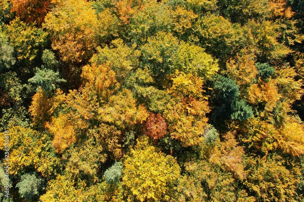 Aerial view on autumn forest with red, yellow, orange, brown and green color trees.