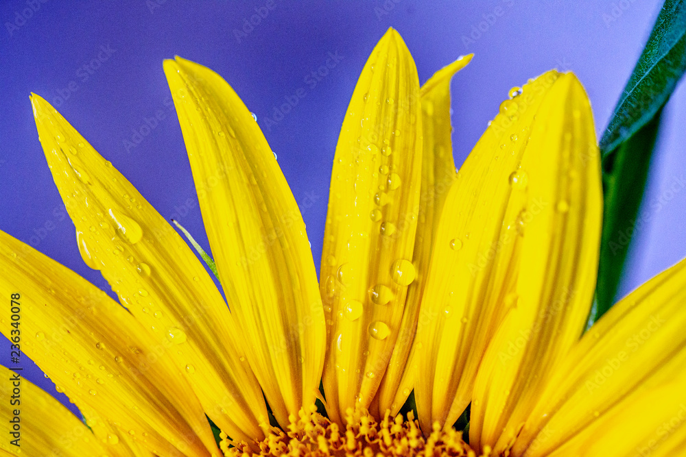 Fototapeta premium Dewdrop Sunflower