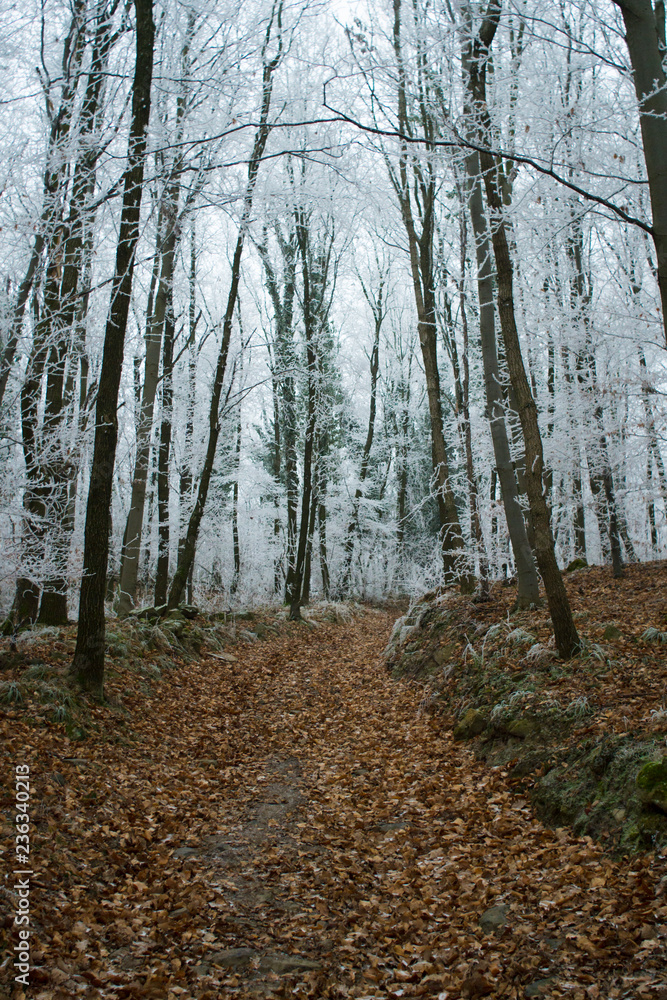 Fototapeta premium Winter forest rime