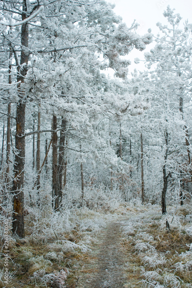 Fototapeta premium Winter forest rime