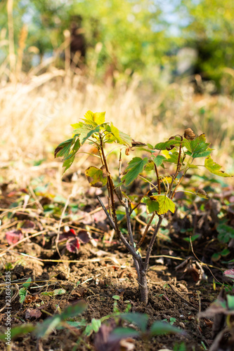 Young currant seedling, black currant bush in the garden