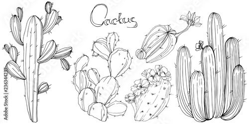 Vector Cactus. Floral botanical flower. Black and white engraved ink art. Isolated cacti illustration element.