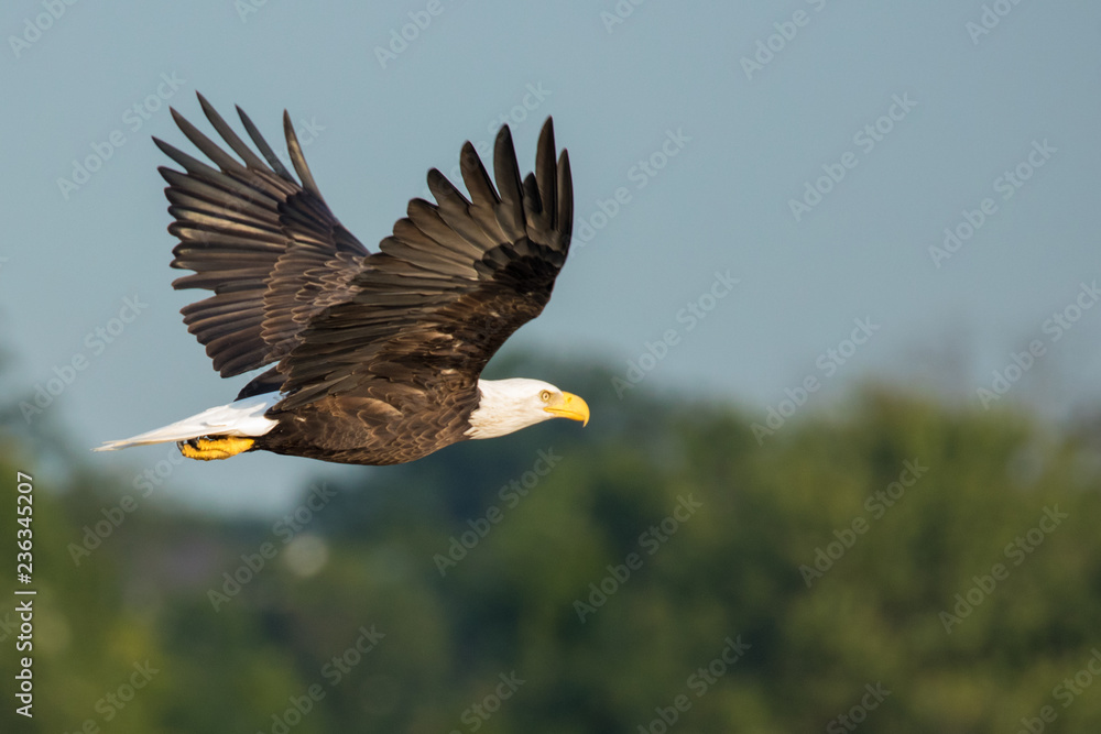 Adult Bald Eagle flying over water trees in background Adult Bald Eagle flying over water trees in background