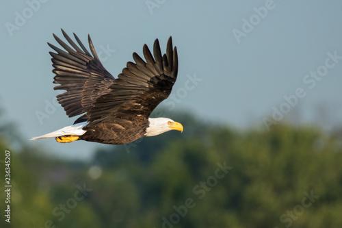 Adult Bald Eagle flying over water trees in background