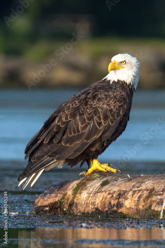 Perched Adult Bald Eagle on stump in water