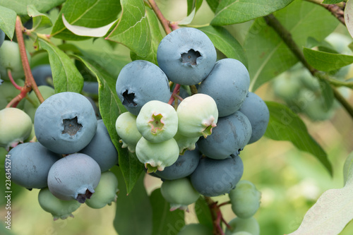 Fotografering bunches of green and blue blueberry berries on a bush.