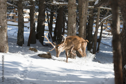 Noble deer in the winter forest © Alex Petelin