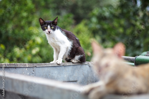 Streuner Katzen photo